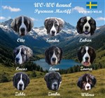 WO-WO kennel. Leonberger och Pyreneisk Mastiff