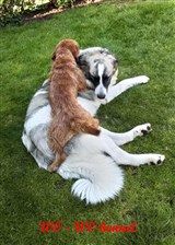 Pyreneisk Mastiff Samba
