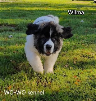 Pyreneisk Mastiff Wilma