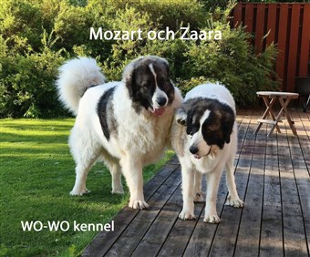 Pyreneisk Mastiff Zaara och Mozart