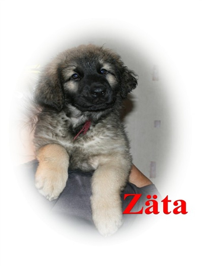 Leonberger, Z&auml;ta